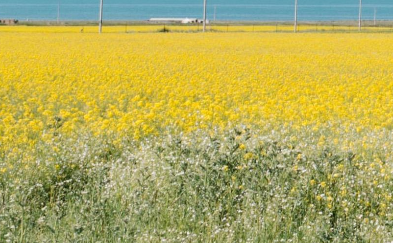 鄉(xiāng)村旅游發(fā)展需全面統(tǒng)籌特色發(fā)展