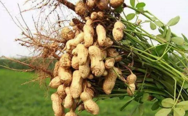 鄉(xiāng)村文旅產(chǎn)業(yè)的100個盈利點