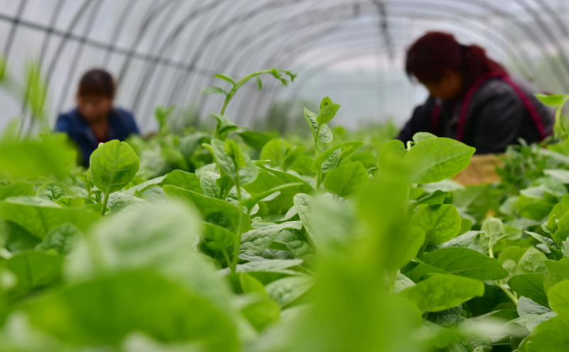 六大典型模式助力新時代農(nóng)村產(chǎn)業(yè)融合發(fā)展 