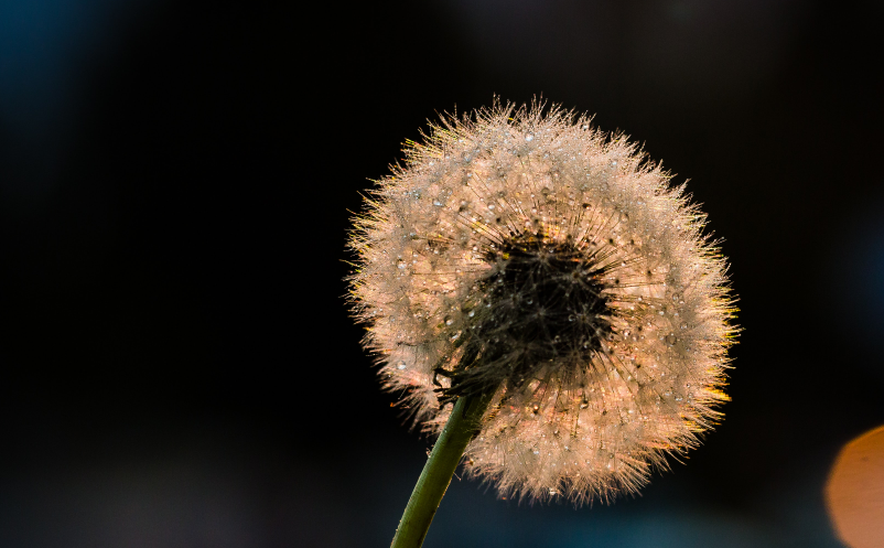 景區(qū)門票預(yù)約系統(tǒng)